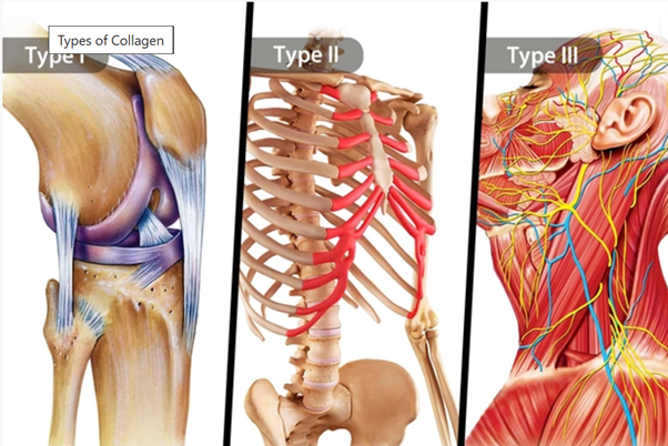 Why You Should Take Collagen