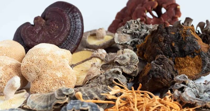 Medicinal Mushrooms